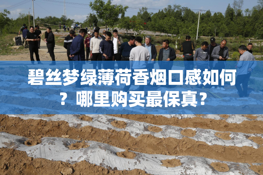碧丝梦绿薄荷香烟口感如何？哪里购买最保真？